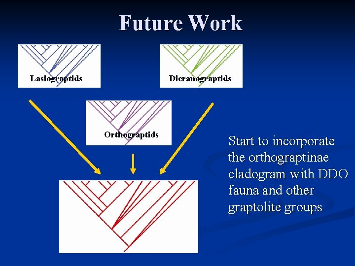 Future Work Lasiograptids Dicranograptids Orthograptids Start to incorporate the orthograptinae cladogram with DDO fauna