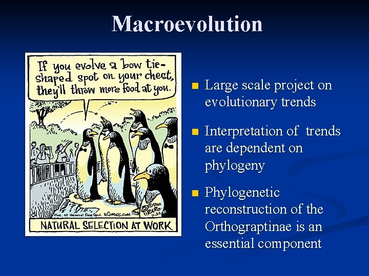 Macroevolution n Large scale project on evolutionary trends n Interpretation of trends are dependent