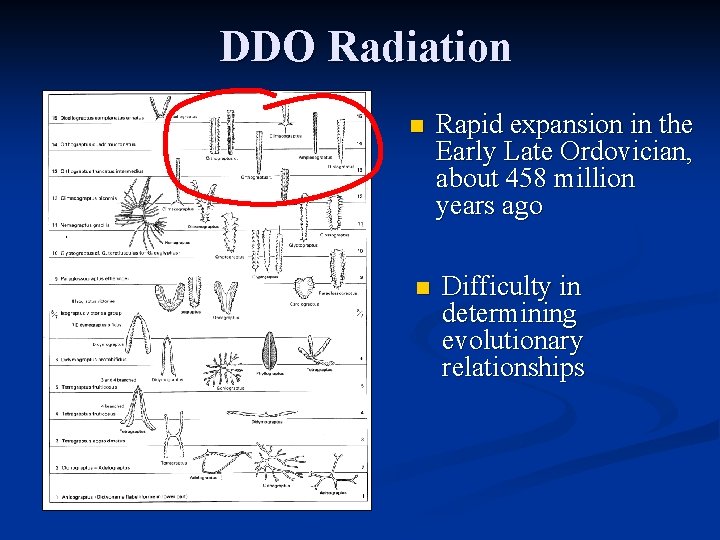 DDO Radiation n Rapid expansion in the Early Late Ordovician, about 458 million years