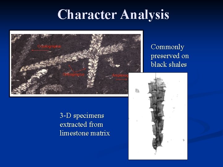 Character Analysis Commonly preserved on black shales 3 -D specimens extracted from limestone matrix