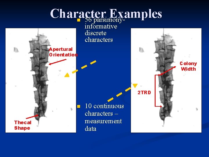 Character Examples 56 parsimonyn informative discrete characters Apertural Orientation Colony Width 2 TRD n