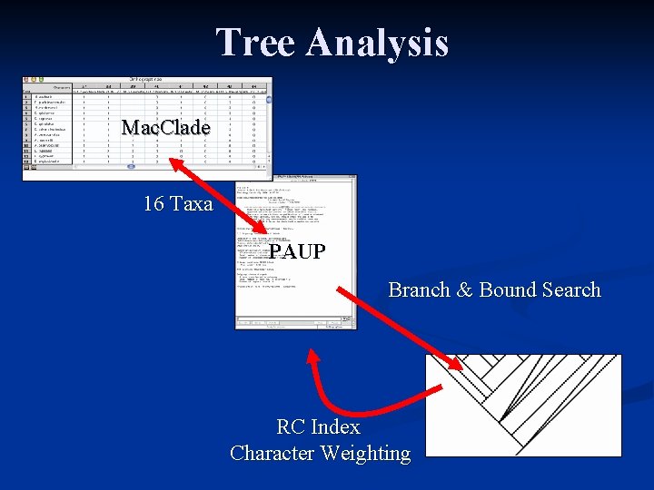 Tree Analysis Mac. Clade 16 Taxa PAUP Branch & Bound Search RC Index Character