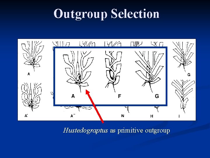 Outgroup Selection Hustedograptus as primitive outgroup 