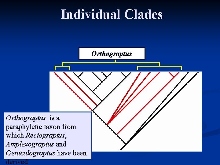 Individual Clades Orthograptus is a paraphyletic taxon from which Rectograptus, Amplexograptus and Geniculograptus have