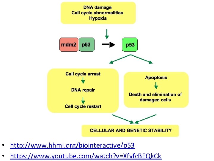  • http: //www. hhmi. org/biointeractive/p 53 • https: //www. youtube. com/watch? v=Xfyfc. BEQk.