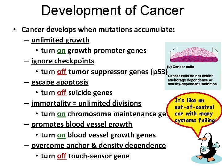 Development of Cancer • Cancer develops when mutations accumulate: – unlimited growth • turn