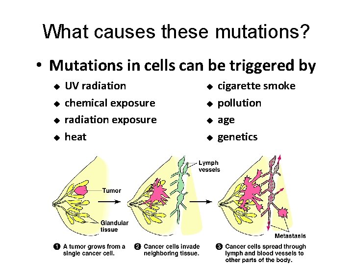What causes these mutations? • Mutations in cells can be triggered by u u