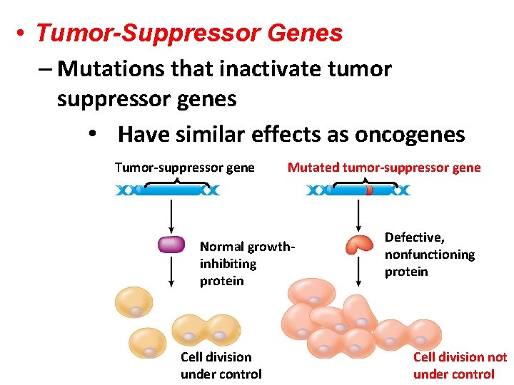  • Tumor-Suppressor Genes – Mutations that inactivate tumor suppressor genes • Have similar