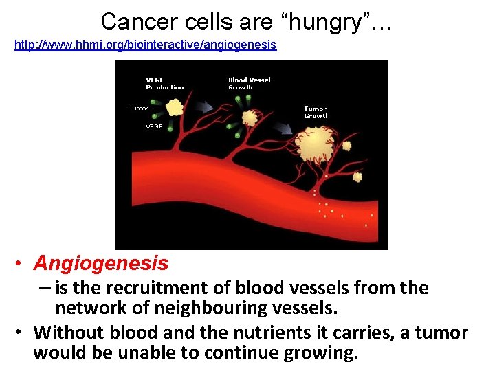Cancer cells are “hungry”… http: //www. hhmi. org/biointeractive/angiogenesis • Angiogenesis – is the recruitment
