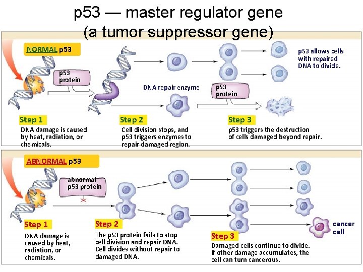 p 53 — master regulator gene (a tumor suppressor gene) NORMAL p 53 allows