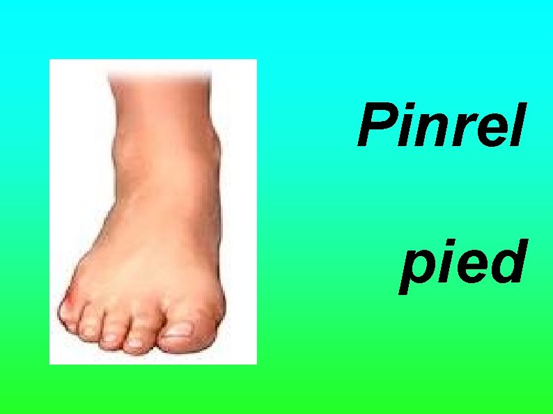 Pinrel pied Pinrel pied
