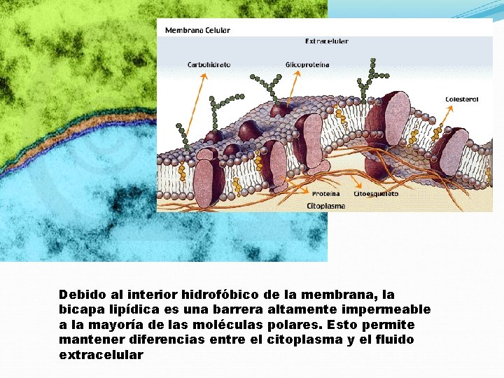 Debido al interior hidrofóbico de la membrana, la bicapa lipídica es una barrera altamente
