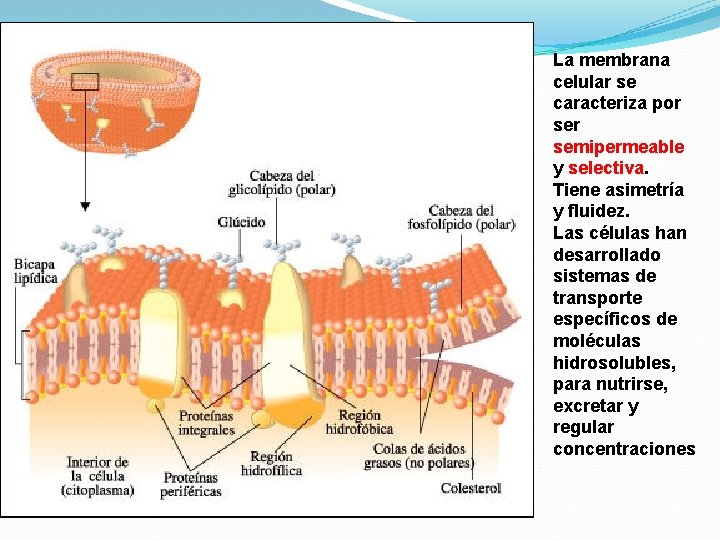 La membrana celular se caracteriza por semipermeable y selectiva. Tiene asimetría y fluidez. Las