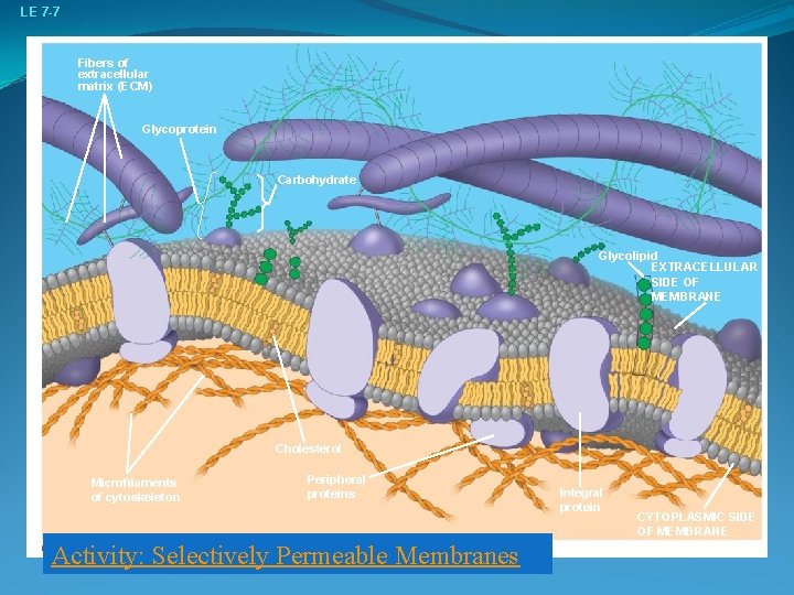 LE 7 -7 Fibers of extracellular matrix (ECM) Glycoprotein Carbohydrate Glycolipid EXTRACELLULAR SIDE OF