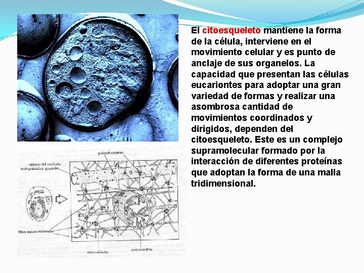 El citoesqueleto mantiene la forma de la célula, interviene en el movimiento celular y