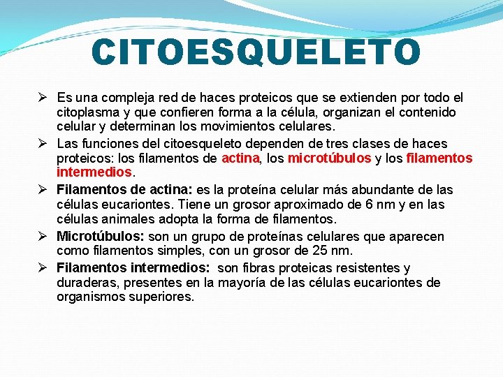 CITOESQUELETO Ø Es una compleja red de haces proteicos que se extienden por todo