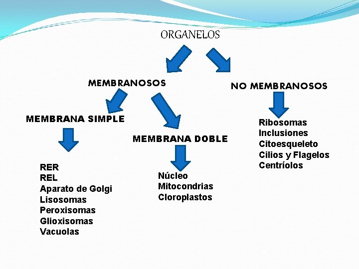 ORGANELOS MEMBRANOSOS MEMBRANA SIMPLE MEMBRANA DOBLE RER REL Aparato de Golgi Lisosomas Peroxisomas Glioxisomas