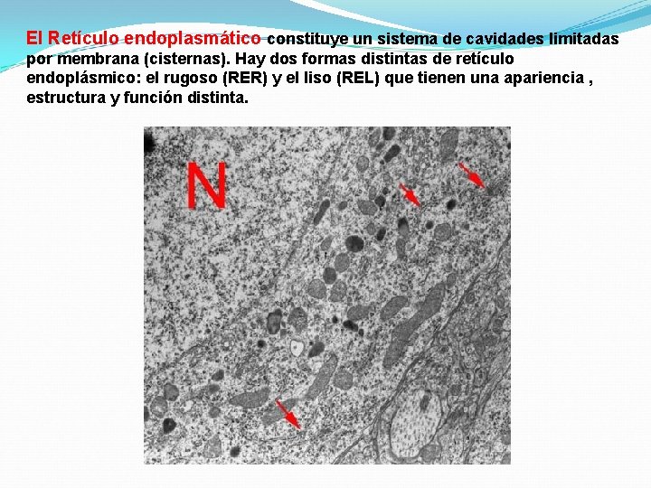 El Retículo endoplasmático constituye un sistema de cavidades limitadas por membrana (cisternas). Hay dos