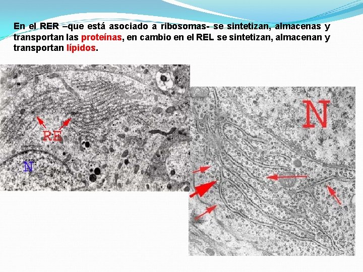 En el RER –que está asociado a ribosomas- se sintetizan, almacenas y transportan las