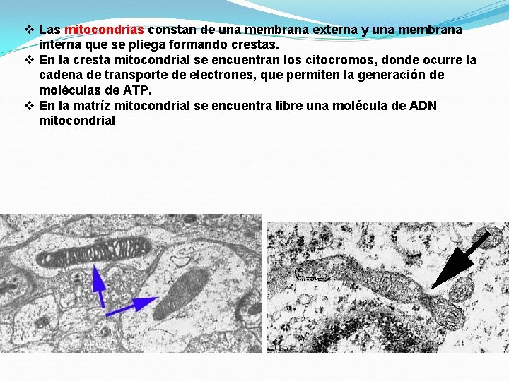 v Las mitocondrias constan de una membrana externa y una membrana interna que se