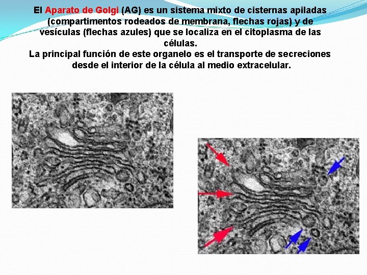 El Aparato de Golgi (AG) es un sistema mixto de cisternas apiladas (compartimentos rodeados