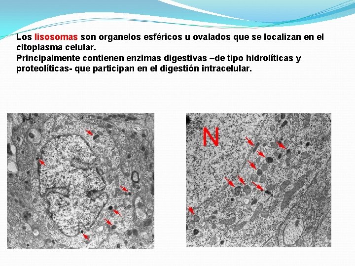 Los lisosomas son organelos esféricos u ovalados que se localizan en el citoplasma celular.