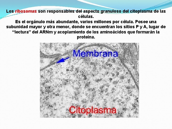 Los ribosomas son responsables del aspecto granuloso del citoplasma de las células. Es el