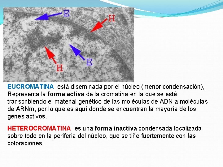 EUCROMATINA está diseminada por el núcleo (menor condensación), Representa la forma activa de la