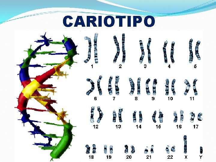 CARIOTIPO 