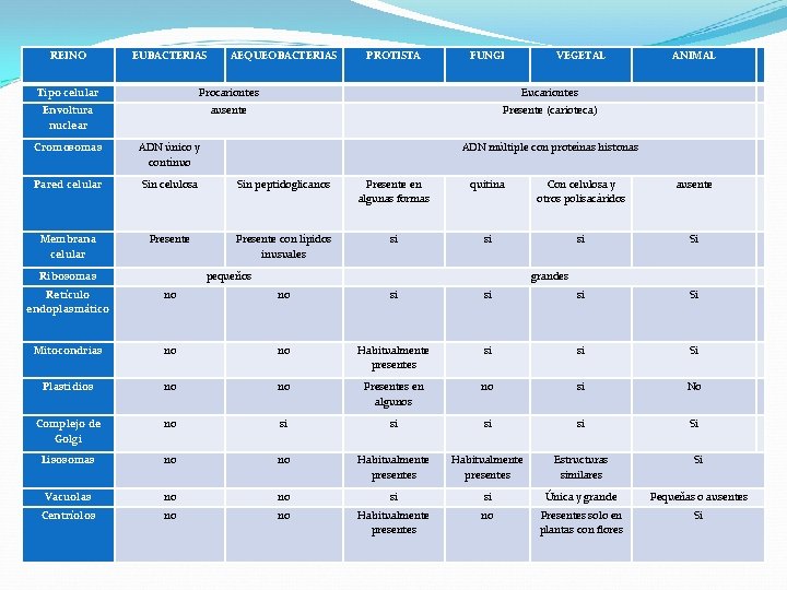 REINO EUBACTERIAS AEQUEOBACTERIAS PROTISTA FUNGI VEGETAL Tipo celular Procariontes Eucariontes Envoltura nuclear ausente Presente