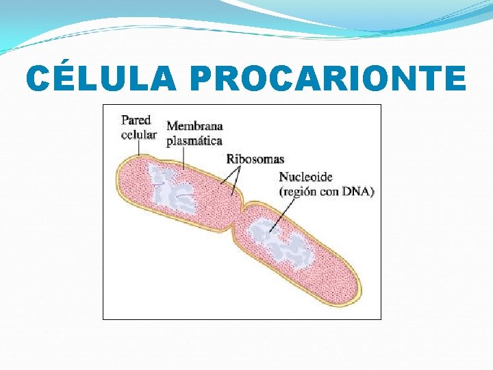 CÉLULA PROCARIONTE 