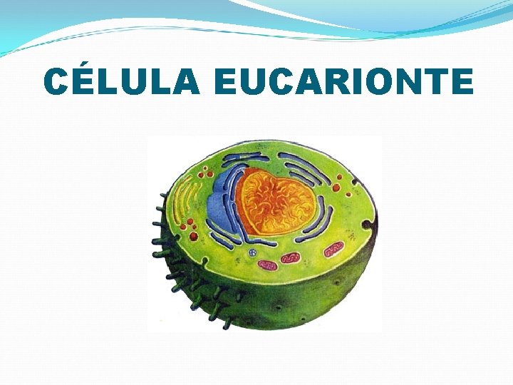 CÉLULA EUCARIONTE 