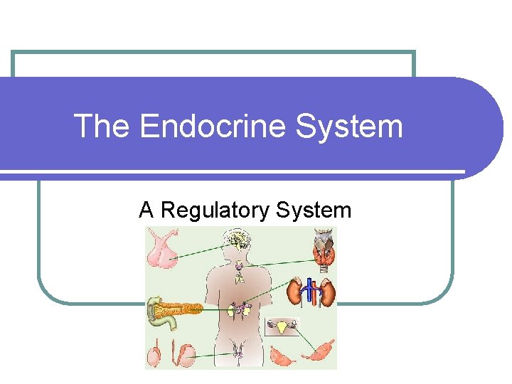 The Endocrine System A Regulatory System 