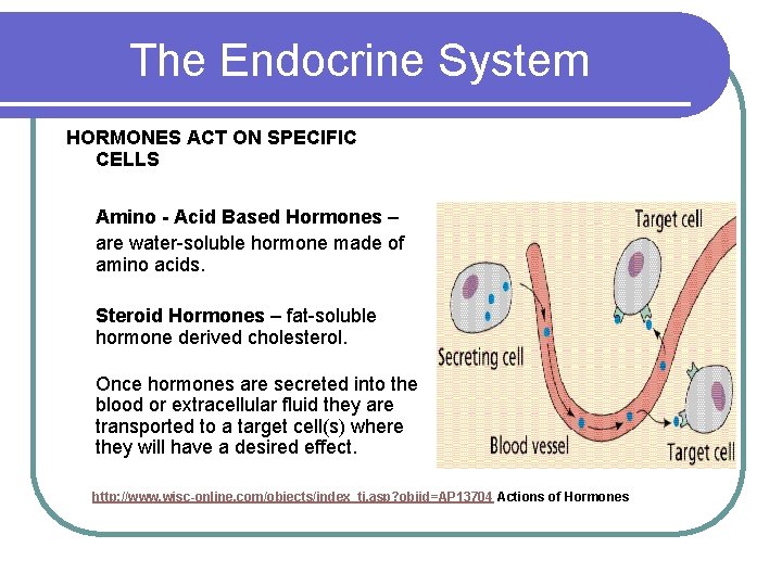 The Endocrine System HORMONES ACT ON SPECIFIC CELLS Amino - Acid Based Hormones –