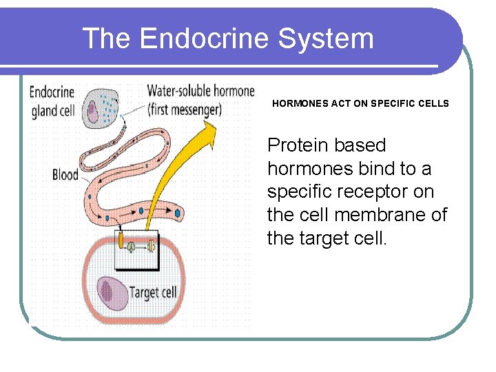 The Endocrine System HORMONES ACT ON SPECIFIC CELLS Protein based hormones bind to a