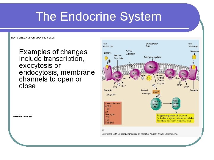 The Endocrine System HORMONES ACT ON SPECIFIC CELLS Examples of changes include transcription, exocytosis