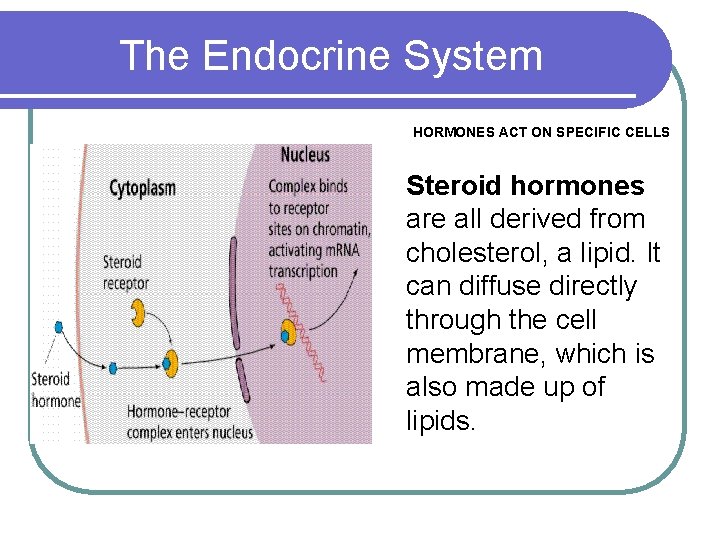 The Endocrine System HORMONES ACT ON SPECIFIC CELLS Steroid hormones are all derived from