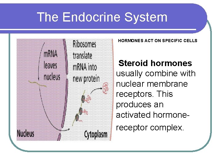 The Endocrine System HORMONES ACT ON SPECIFIC CELLS Steroid hormones usually combine with nuclear