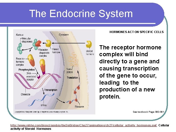 The Endocrine System HORMONES ACT ON SPECIFIC CELLS The receptor hormone complex will bind