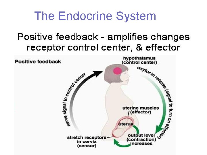 The Endocrine System 