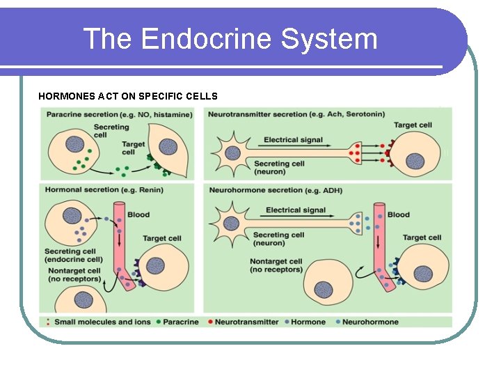 The Endocrine System HORMONES ACT ON SPECIFIC CELLS 