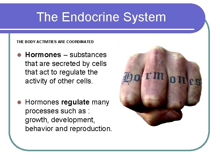 The Endocrine System THE BODY ACTIVITIES ARE COORDINATED l Hormones – substances that are