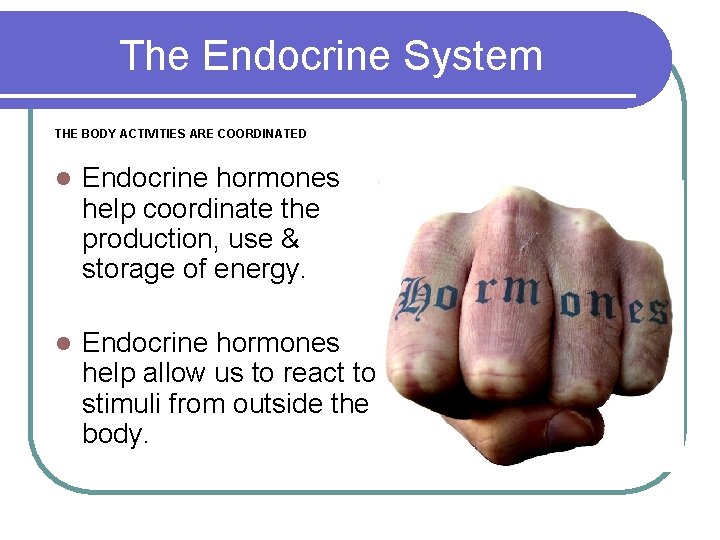 The Endocrine System THE BODY ACTIVITIES ARE COORDINATED l Endocrine hormones help coordinate the