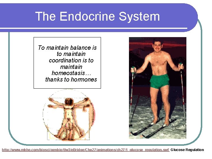 The Endocrine System To maintain balance is to maintain coordination is to maintain homeostasis…