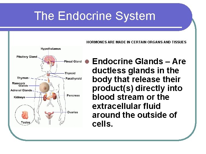 The Endocrine System HORMONES ARE MADE IN CERTAIN ORGANS AND TISSUES l Endocrine Glands