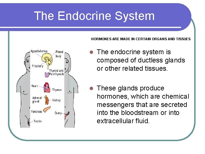 The Endocrine System HORMONES ARE MADE IN CERTAIN ORGANS AND TISSUES l The endocrine
