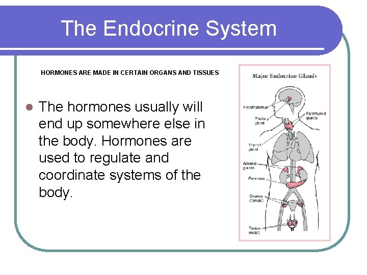 The Endocrine System HORMONES ARE MADE IN CERTAIN ORGANS AND TISSUES l The hormones