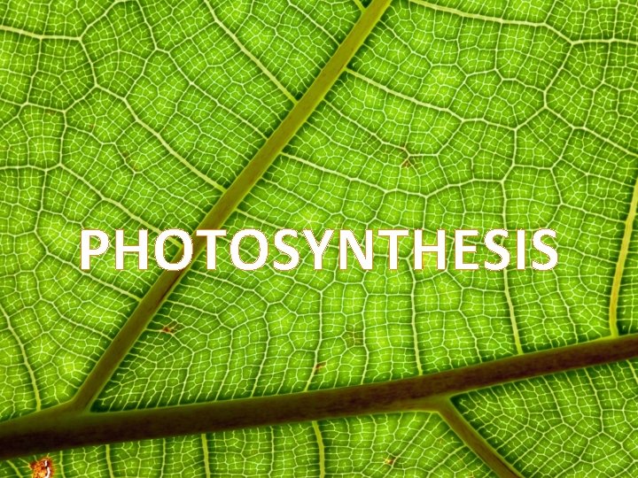 PHOTOSYNTHESIS 