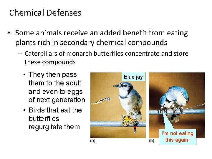Chemical Defenses • Some animals receive an added benefit from eating plants rich in