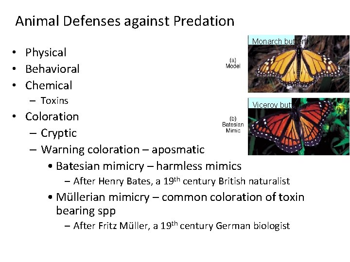 Animal Defenses against Predation • Physical • Behavioral • Chemical – Toxins • Coloration